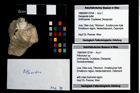 Foto (Objekt + Etikett) von Pithonoton sp.  (NHMW-GEO-1990-0041-3704)